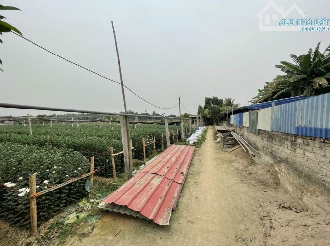 Bán đất nông nghiệp Tràng Cát, Hải An, Hải Phòng 4.000m - 1