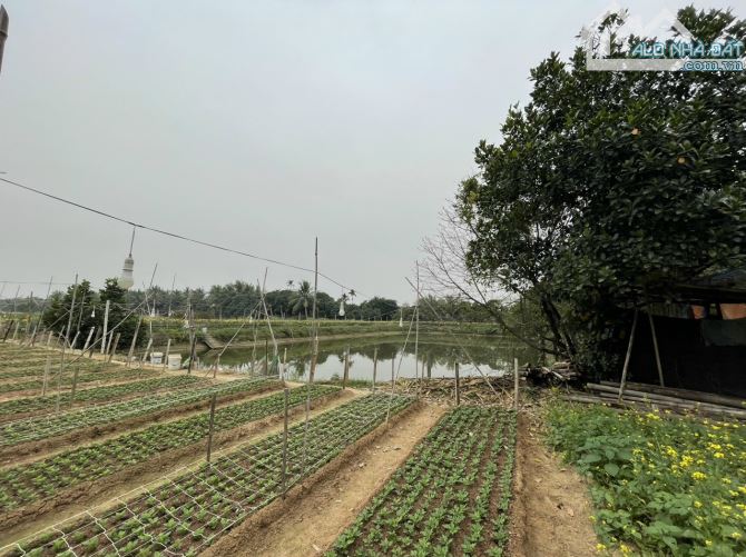 Bán đất nông nghiệp Tràng Cát, Hải An, Hải Phòng 4.000m - 2