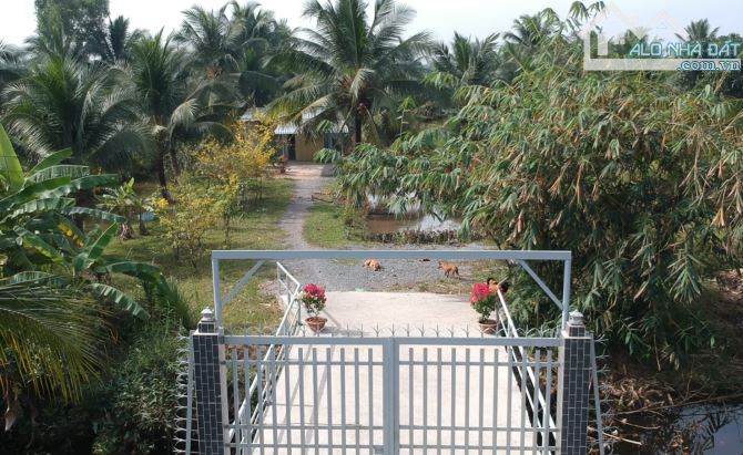 Chính chủ bán đất CLN xã Tân Nhựt 8151m2 có sẵn vườn dừa - 2