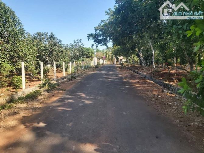 BÁN 2000M2 BẦU LÂM XUYÊN MỘC, BRVT, ĐƯỜNG NHỰA 6M, KHU DÂN CƯ, CHI 1.45 TI - 6