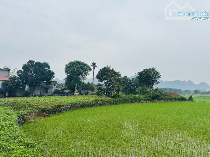 BÁN GÁP LÔ ĐẤT VIEW CÁNH ĐỒNG CỰC ĐẸP CÓ DT 1380m2 ( 400m2 ONT) GIÁ RẺ Ở LƯƠNG SƠN - 9