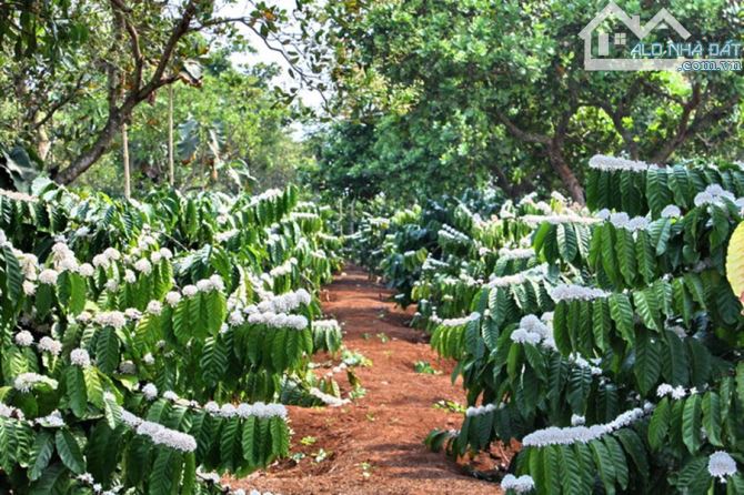 Cần Bán 9 xào Cà Phê Giá Rẻ ở Hoà Phú, TP BMT.