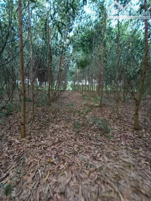 2 mẫu vườn tràm đang thu giá ngộp xã xuân hưng huyện xuân Lộc - 1