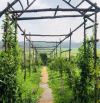 🌿Sang 5 sào nhà vườn view ruộng với vườn ăn trái mát lành tại Pleiku 🌱