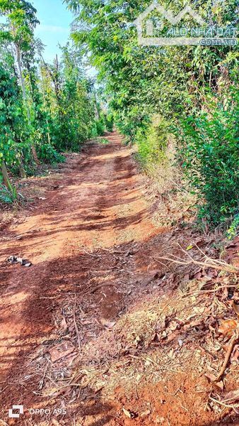 bán đất 4 mặt tiền gần 1,3 héc rẫy trồng cà phê, tại Cư Suê cách BMT chỉ 12km - 1