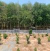 Đất vườn nghỉ dưỡng DT 22m x 55m ~ 1150m2 ngay UBND Xã Hòa Hội, Huyện Xuyên Mộc, BRVT