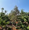 💥💥💥 ĐẤT ĐẸP XÂY BIỆT THỰ - 850m2 đất Eatu có sẵn 60m2 đất ở phù hợp làm nhà vườn cho qu