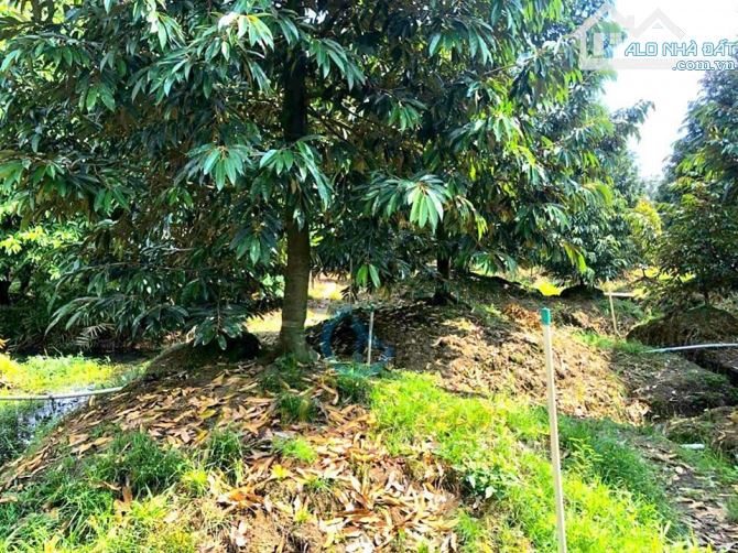 Cần bán 1000m2 đất gần nhà máy nước Định Quán, SHR, giá 440 tr/1000m2 - 1