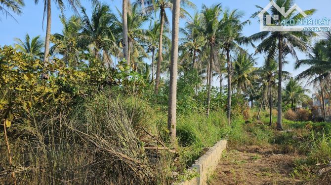 ** Bán đất đảo Cồ Dê Ngọc Thảo , Nha Trang + DT: 11*50m, giá rẻ - 2