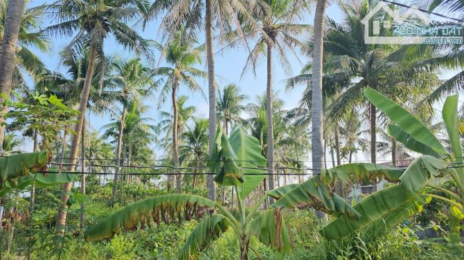 ** Bán đất đảo Cồ Dê Ngọc Thảo , Nha Trang + DT: 11*50m, giá rẻ - 3
