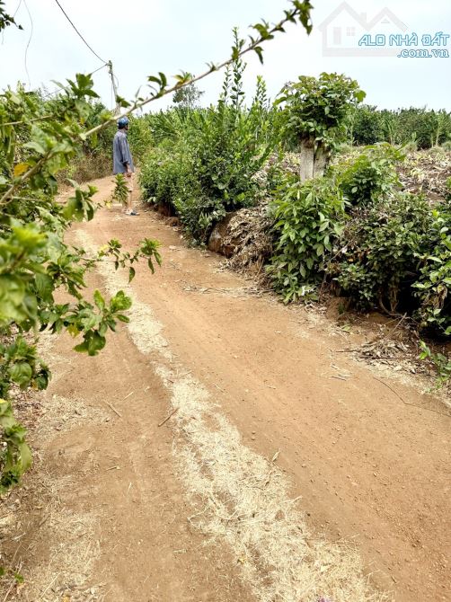 Bán 3 Sào, xã Sông Thao, huyện Trảng Bom - 1