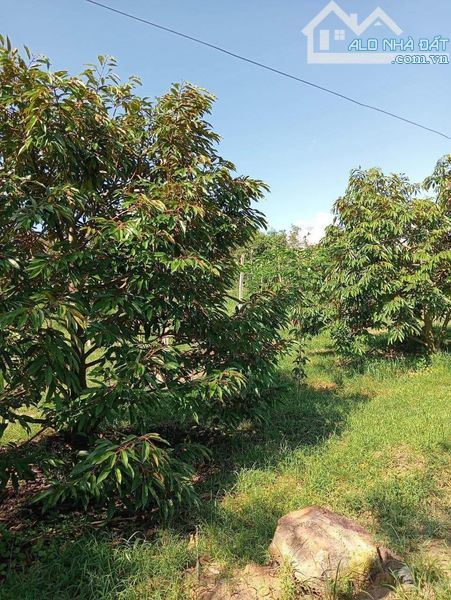 đất khu dân cư Cư Suê hơn 3,6 ha vuông vắn bằng phẳng sau sáp nhập thành phố BMT - 2