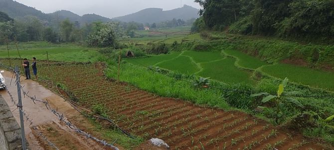 ✨Lô View Cánh Đồng Đẹp Như Này Không Mua Thì Anh Chị Mua Lô Nào ✨ - 2
