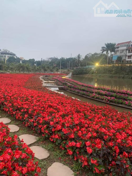 🇻🇳 B.ÁN ĐẤT ÂU CƠ .VIEW TOÀN CẢNH THUNG LŨNG HOA HỒ TÂY. 2 MẶT TIỀN TUYỆT ĐẸP  💥 ZÁ 48