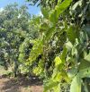 Cần bán gấp vườn trái cây Xuân Lập - Long Khánh có sẵn 300m thổ cư