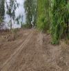Bán đất cây lâu năm 1 sẹc Phạm Thái Bường. Giá chỉ hơn 1 tr/m2