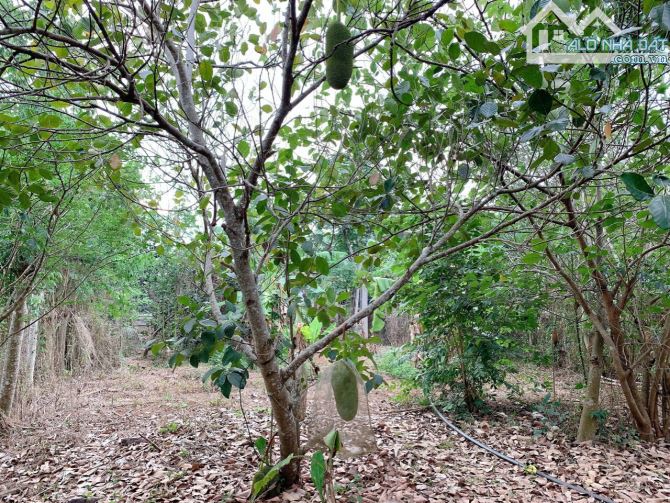 Bán khoảng 1 sào (1020m2) đất Kim Long, huyện Châu Đức, BRVT. - 3