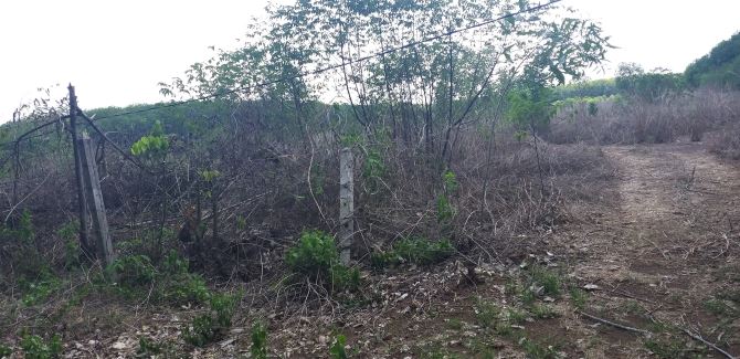 Bán (34,5ha ) đất  Đường ĐH501 Tam Lập, Phú Giáo, Bình Dương