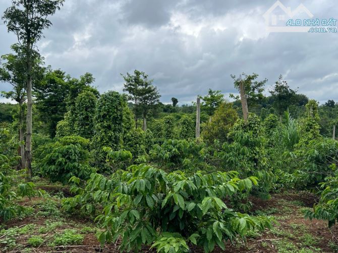 Chỉ 99tr/ lô đất rẫy đang trồng cafe tại Cư M