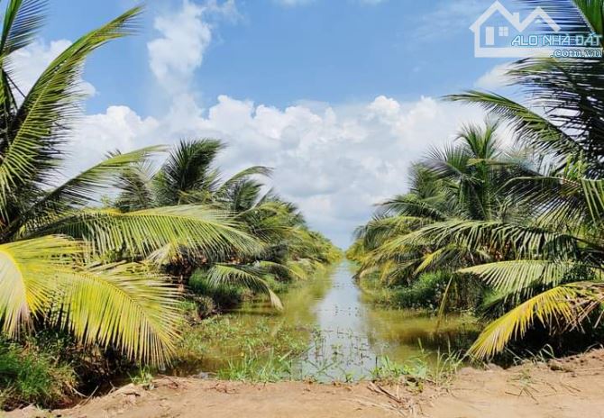 Bán 10 mẫu đất vườn dừa xiêm mã lai cực đẹp