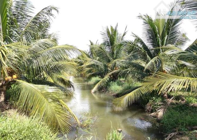 Bán 10 mẫu đất vườn dừa xiêm mã lai cực đẹp - 10