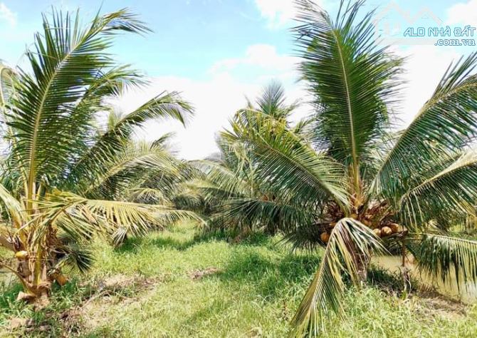 Bán 10 mẫu đất vườn dừa xiêm mã lai cực đẹp - 11