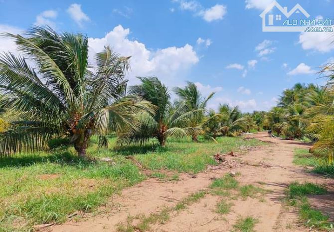 Bán 10 mẫu đất vườn dừa xiêm mã lai cực đẹp - 1