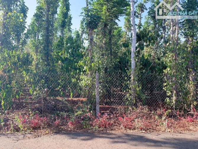 Bán khoảng 1 sào 3 (1340m2) đất Bàu Chinh, huyện Châu Đức, BRVT. - 1