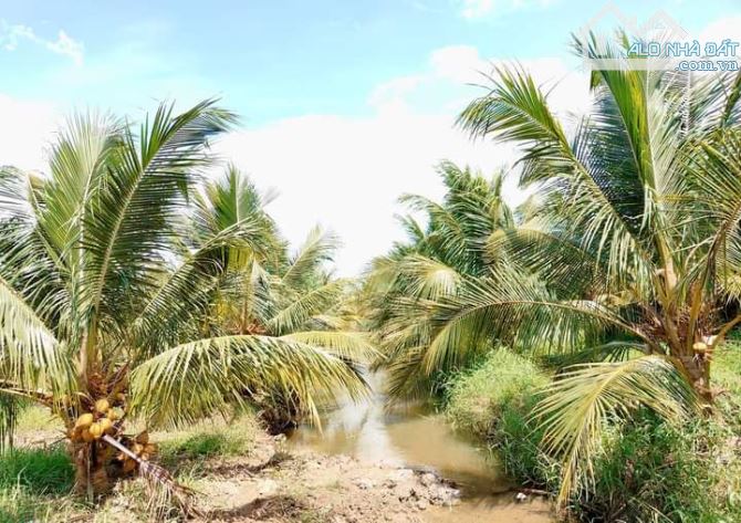 Bán 10 mẫu đất vườn dừa xiêm mã lai cực đẹp - 12