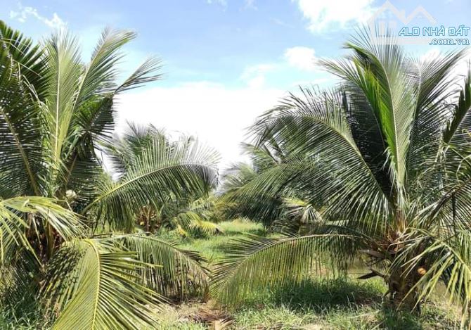 Bán 10 mẫu đất vườn dừa xiêm mã lai cực đẹp - 13
