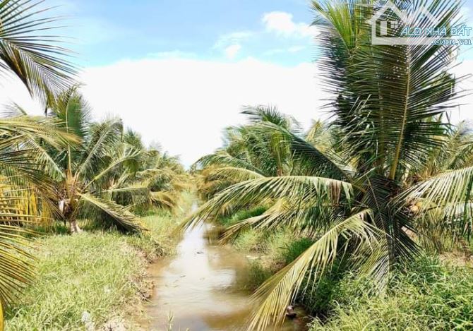 Bán 10 mẫu đất vườn dừa xiêm mã lai cực đẹp - 14