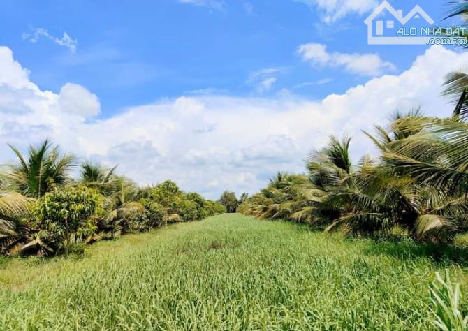 Bán 10 mẫu đất vườn dừa xiêm mã lai cực đẹp - 15