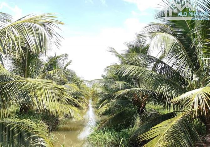 Bán 10 mẫu đất vườn dừa xiêm mã lai cực đẹp - 16