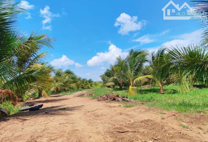 Bán 10 mẫu đất vườn dừa xiêm mã lai cực đẹp - 3