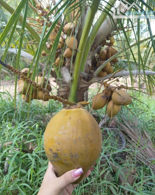 Bán 10 mẫu đất vườn dừa xiêm mã lai cực đẹp - 4
