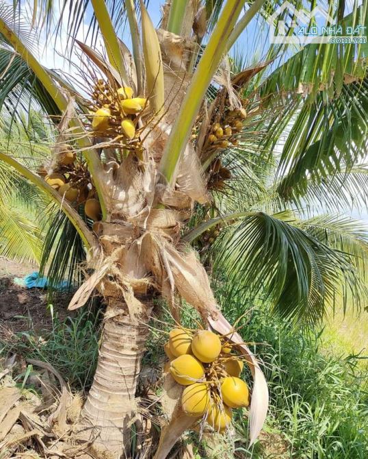 Bán 10 mẫu đất vườn dừa xiêm mã lai cực đẹp - 6