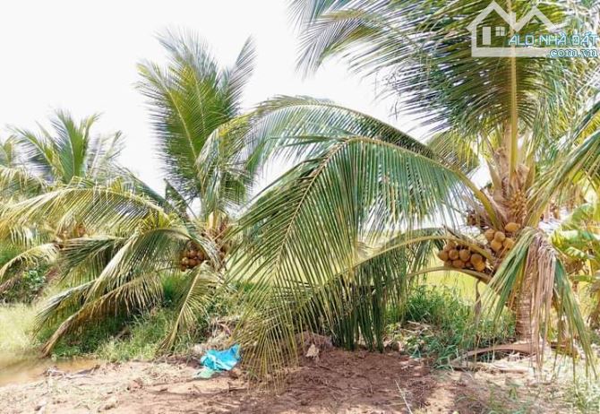 Bán 10 mẫu đất vườn dừa xiêm mã lai cực đẹp - 7