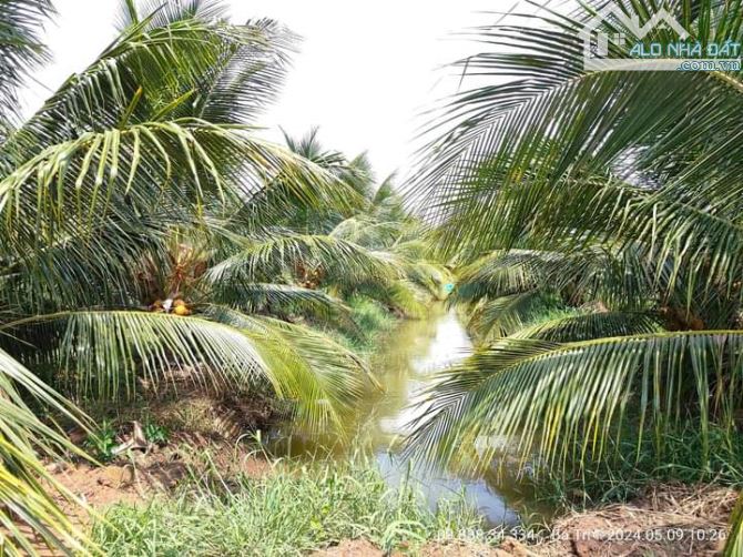 Bán 10 mẫu đất vườn dừa xiêm mã lai cực đẹp - 8