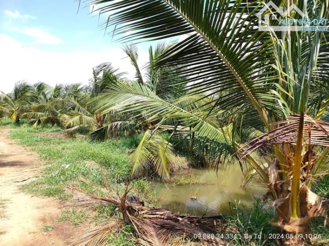 Bán 10 mẫu đất vườn dừa xiêm mã lai cực đẹp - 9