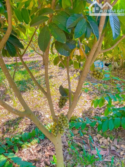 Cần bán 6 sào vườn cây ăn trái thổ cư, mặt tiền đường nhựa tại Phú Mỹ giá ngộp - 2