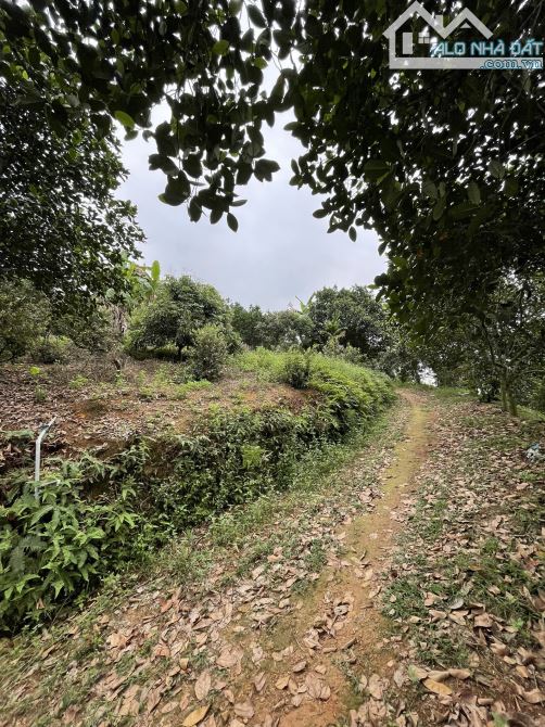 Chỉ 200tr/sào sở hữu 2ha đất sẵn đồi cây ăn quả tại Yên Bình, Thạch Thất - 4