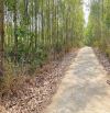 Bán đất vườn Khánh Bình giá rẻ đường thông ngang 85m - cách Tỉnh Lộ 8B chỉ 500m