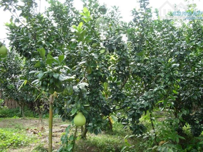 🌿 Sở Hữu 1460m2 Đ.Vườn La Ngà Xanh Mát Gần Hồ Trị An, Chỉ 799 Triệu! Giá 100% - 2
