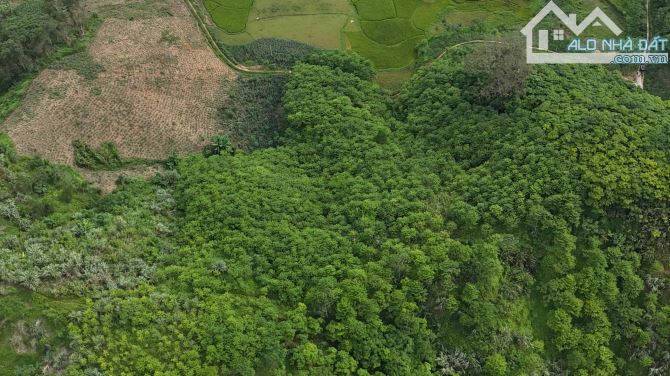 Bán gấp lô đất có diện tích 1,5ha ( thực tế 3ha) full rừng sản xuất - 1