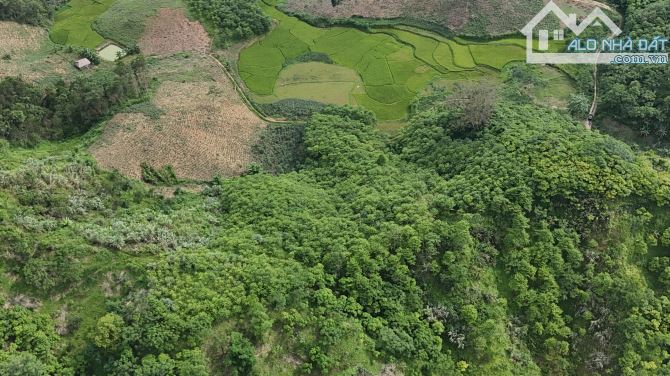 Bán gấp lô đất có diện tích 1,5ha ( thực tế 3ha) full rừng sản xuất - 2