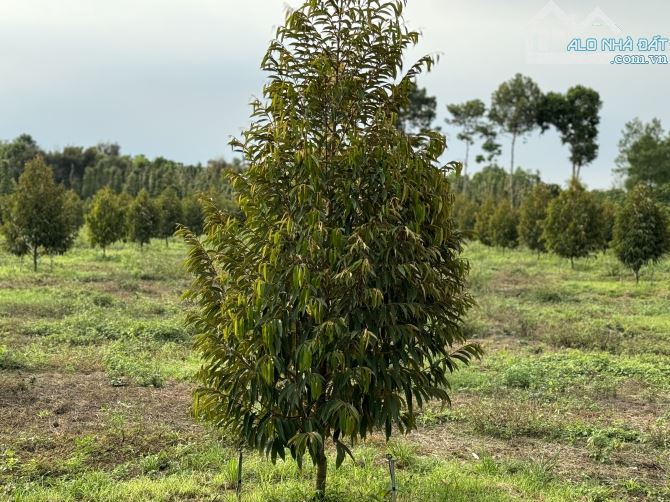 Bán đất P.bàu sen đang trồng sầu riêng - 1