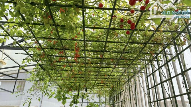 Tuyệt Phẩm! Bán nhà Nguyễn Hoàng, Phân lô, Thang máy, KD Đỉnh, 80m2 7T MT 6.7m, 35.x tỷ - 2