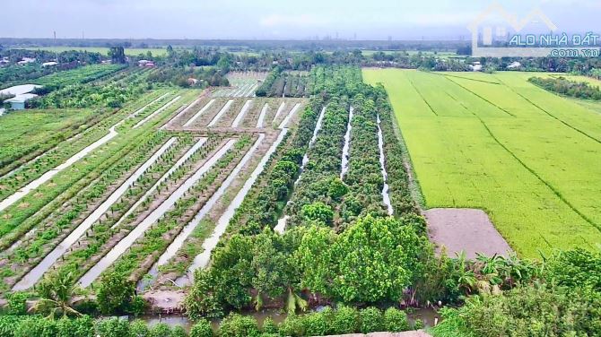 BÁN 7.794m2. ĐẤT MẶT TIỀN TL 922 THUỘC TRƯỜNG LẠC Ô MÔN. TP. CẦN THƠ - 1