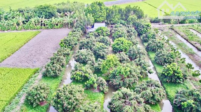 BÁN 7.794m2. ĐẤT MẶT TIỀN TL 922 THUỘC TRƯỜNG LẠC Ô MÔN. TP. CẦN THƠ - 3