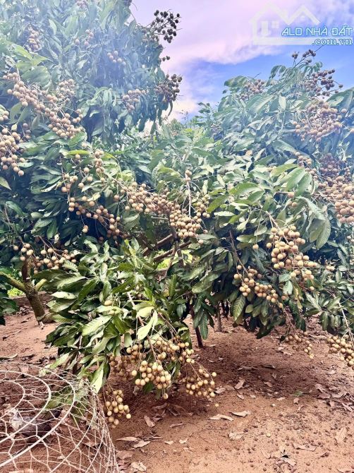 BÁN 7.794m2. ĐẤT MẶT TIỀN TL 922 THUỘC TRƯỜNG LẠC Ô MÔN. TP. CẦN THƠ - 4